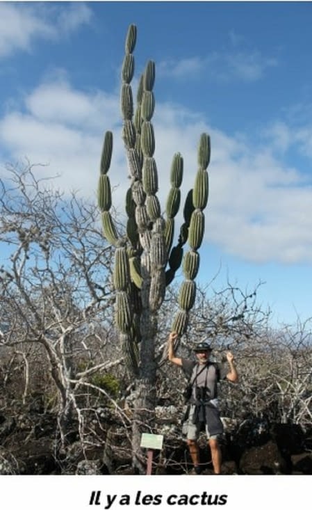 Il y a les cactus