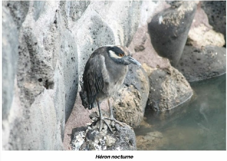Héron nocturne