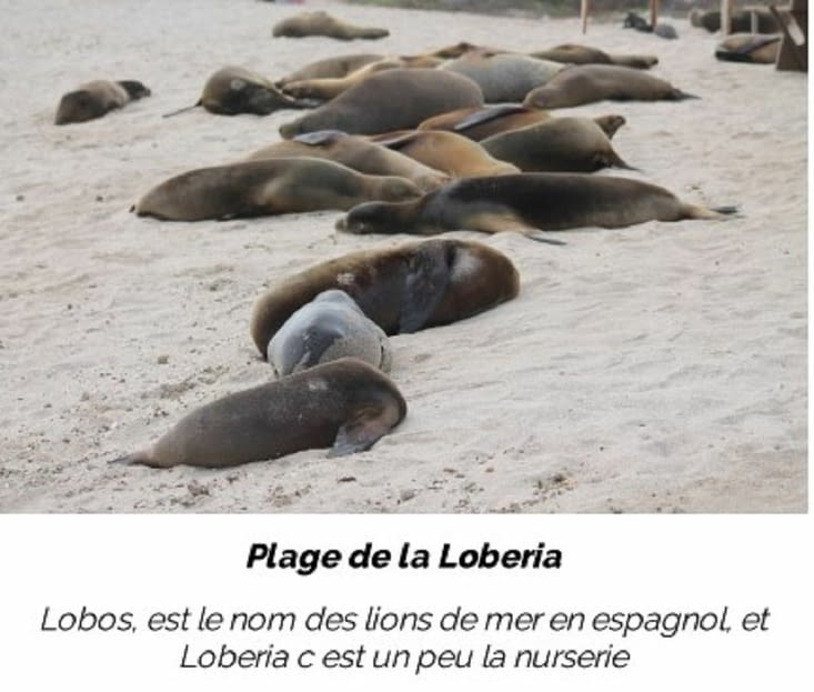 Plage Loberia