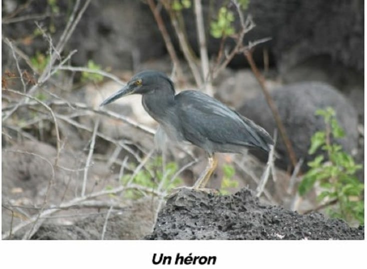 Un héron