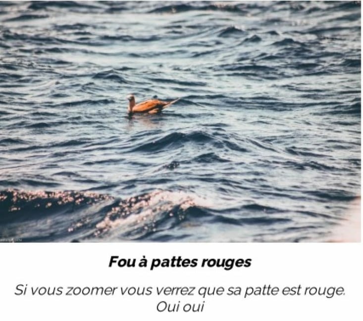 Fou à pattes rouges