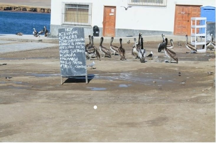 Le port playa lagunilla