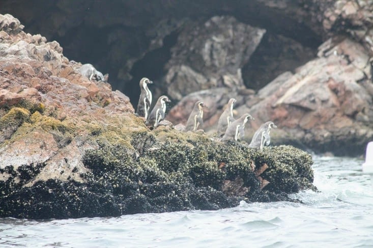 Pingouins de Humbolt