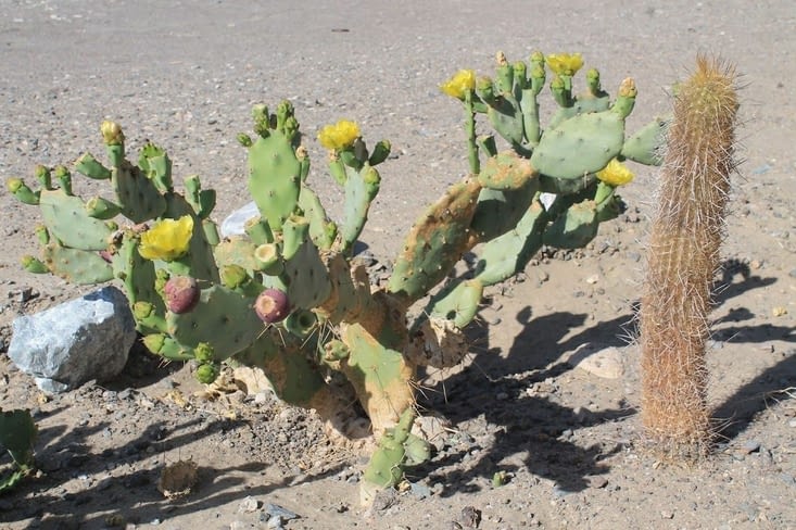 Cactus d' fleurs