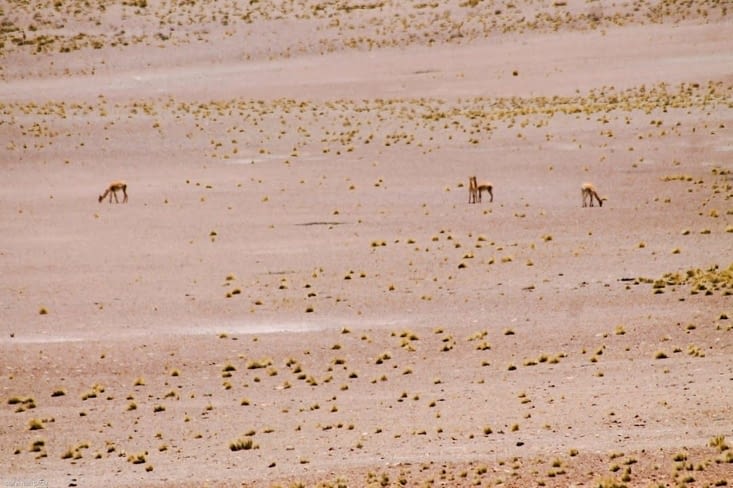 Les vicunias paisibles