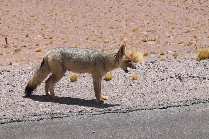 La renarde, en quête de nourriture