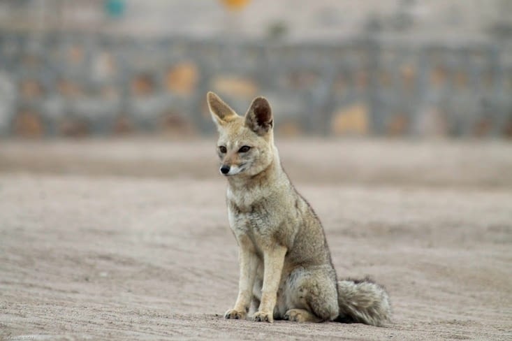 Renard du désert