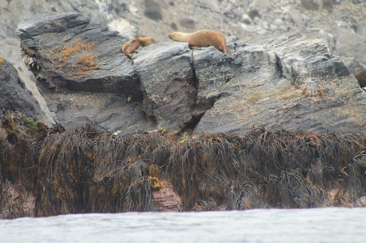 On retrouve nos lions de mer
