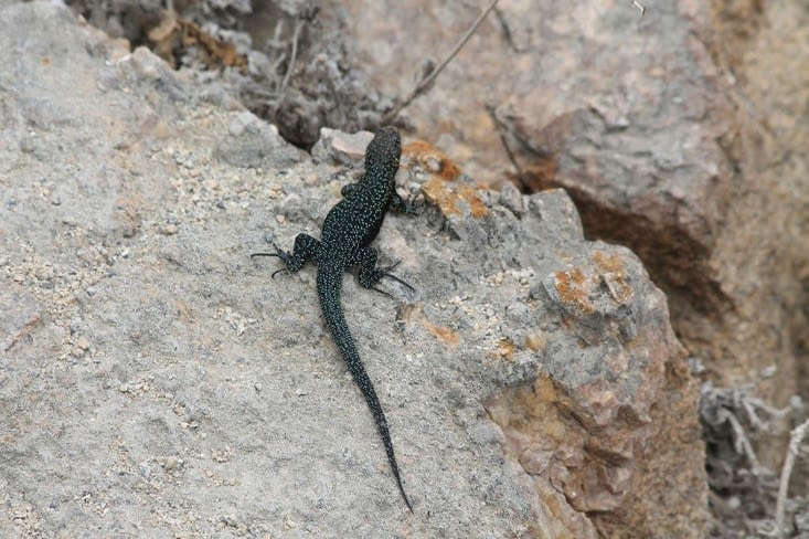 Un lézard