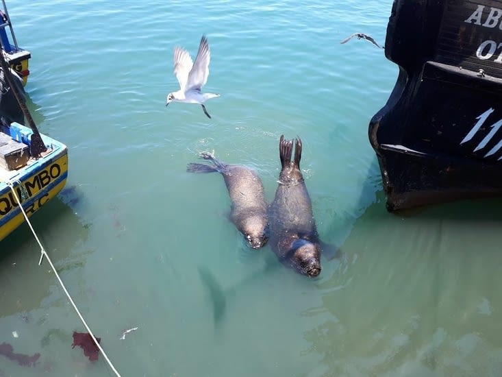 Et les Lions de mer dans le port, ici un grand mâle et une femelle