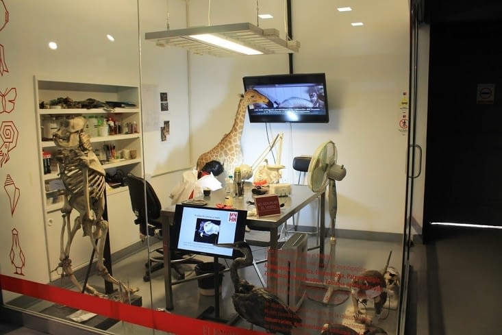 Les professionnels travaillent sous le regard des visiteurs à restaurer les animaux