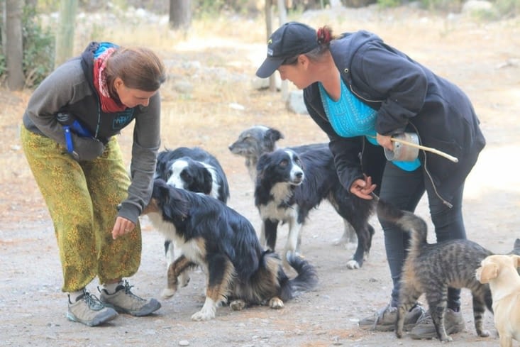 Notre environnement ,la meute de chiens