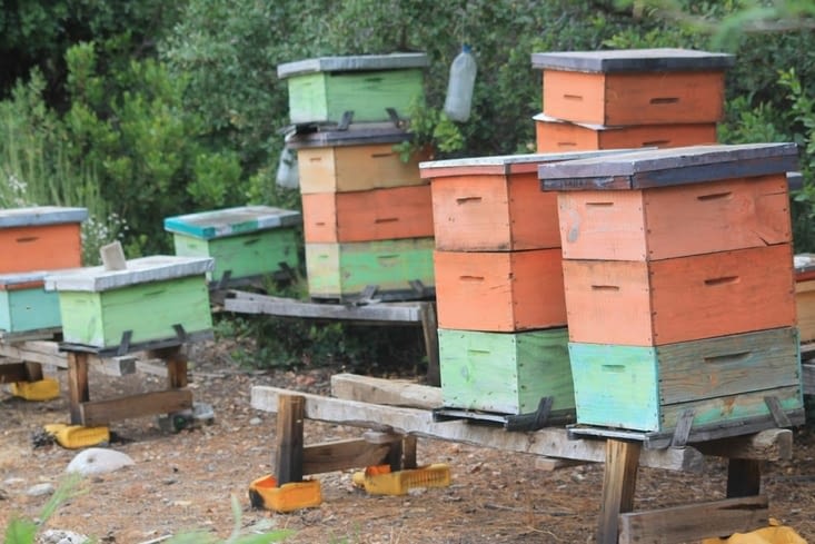 Notre environnement, les abeilles