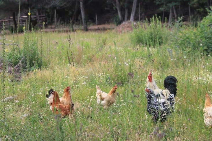 Notre environnement, les poules