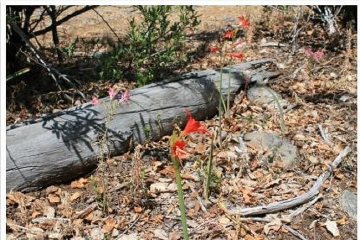 De magnifiques fleurs, sur le plateau, un tableau fleuri