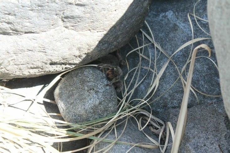 Nous en rencontrerons pas moins de 4 grosses en quelque minutes au bord de rivière