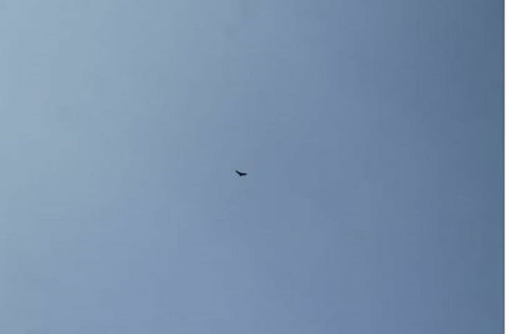 Toujours sous l oeil vigilant du condor