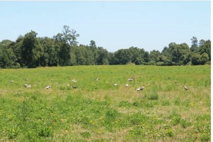 Les vanneaux chiliens