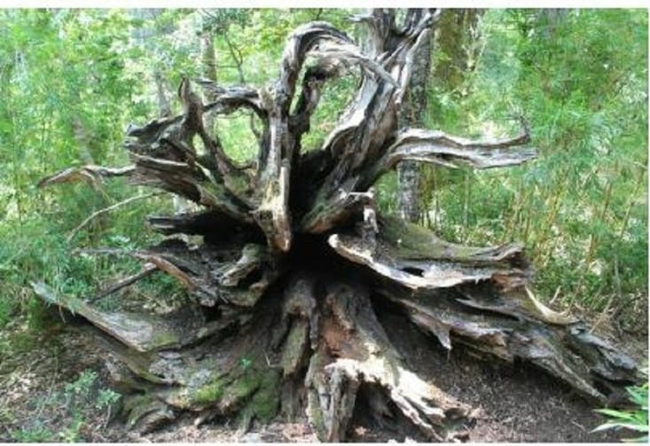 Arbre mort, abris à  de nombreux insectes