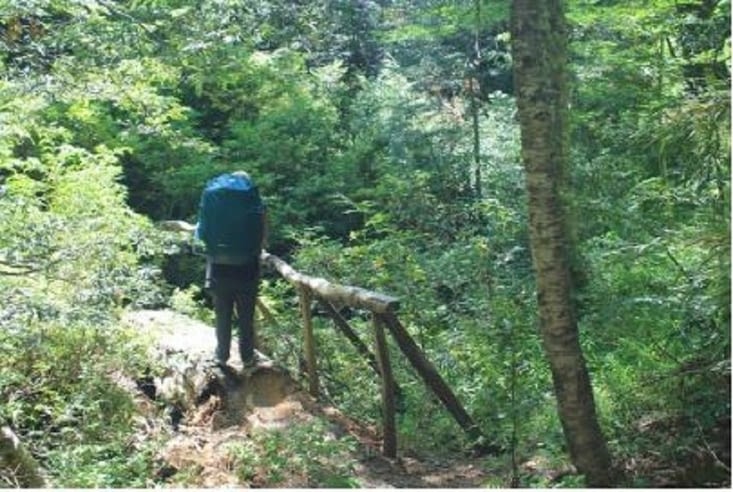 Des arbres et des arbres