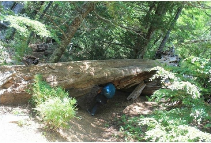 Il faut bien se courber sous peine de bosse!