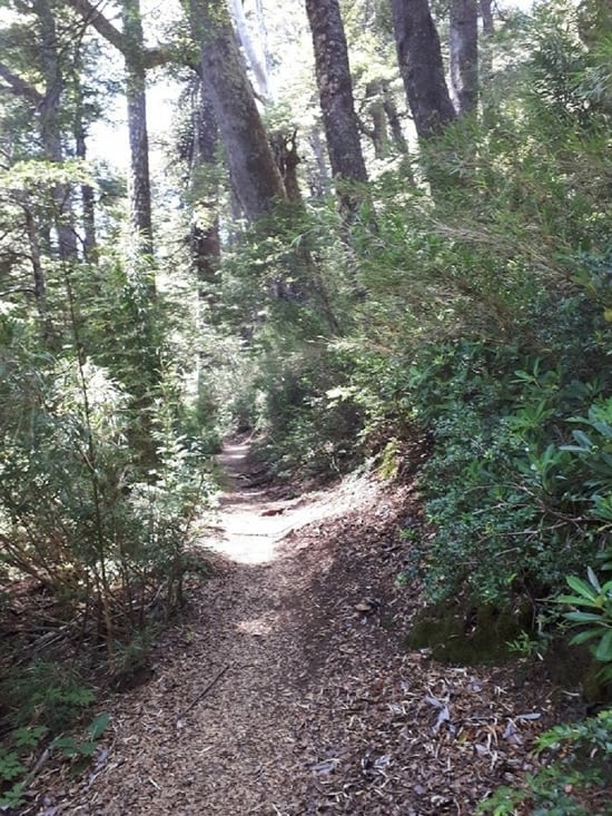 Le sentier en pleine forêt