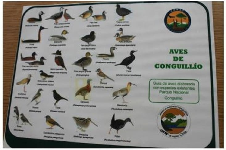 Les oiseaux  du parc