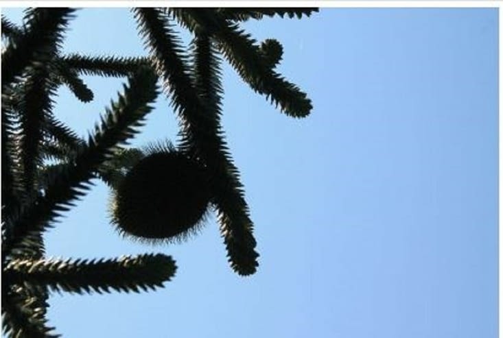 Le pin de l Araucaria, ça vaut une fortune paraît il