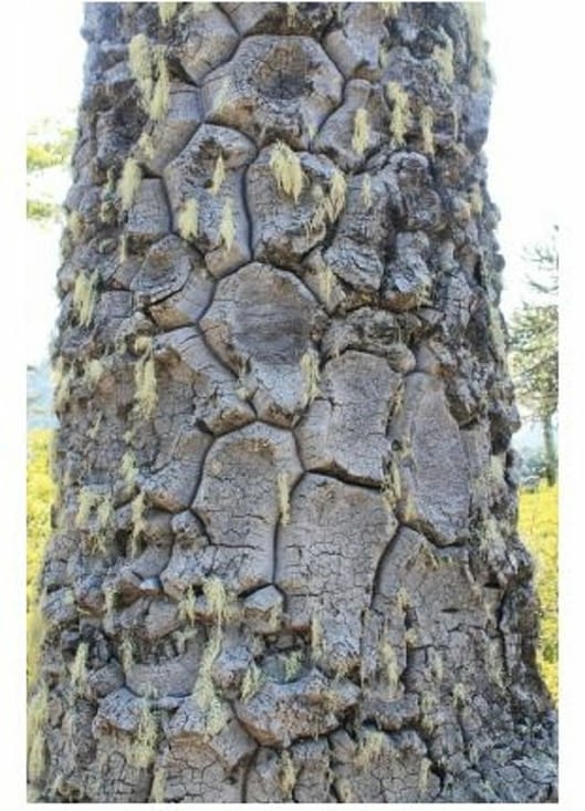 Les arbres toujours aussi magnifiques