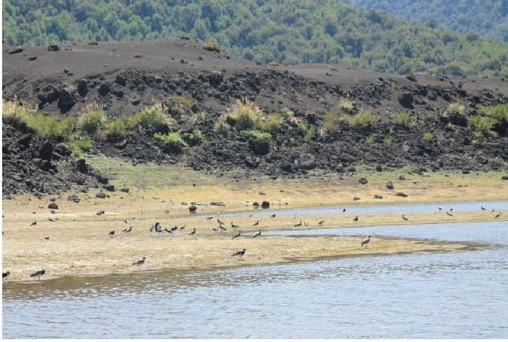 Colonie d oiseaux très bruyante