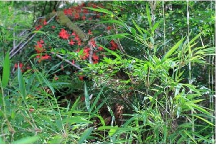 Il y a aussi des fleurs