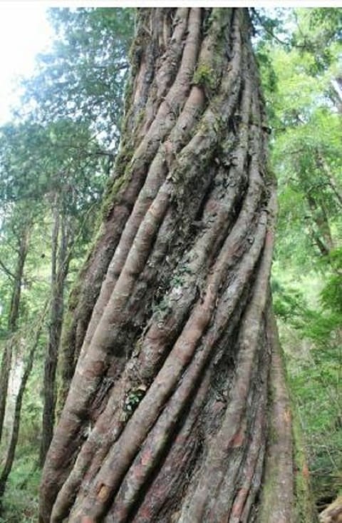 Toujours de grands arbres