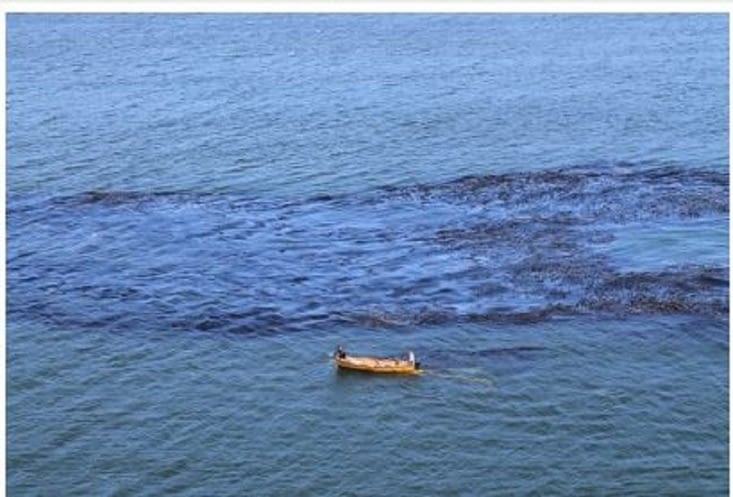 Chasseur de coquillages