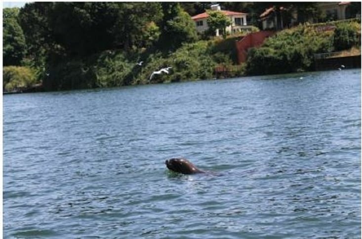 Nos amis les lions de mer, attendent le long du marché au poisson le reste jeté à l eau