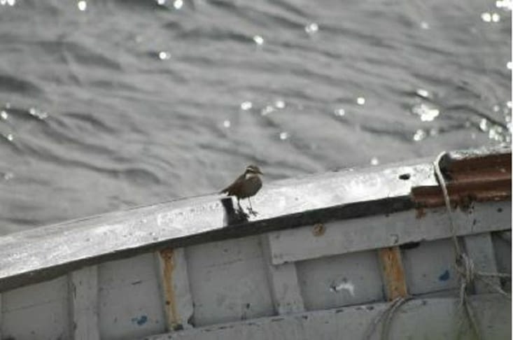 Cinclode à ventre sombre