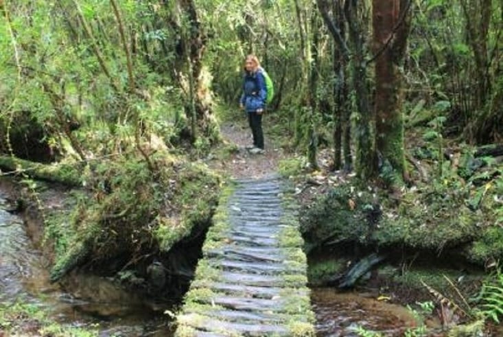 Le chemin serpente dans le sous bois.
