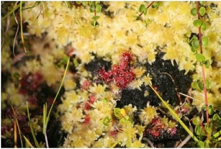 Drosera