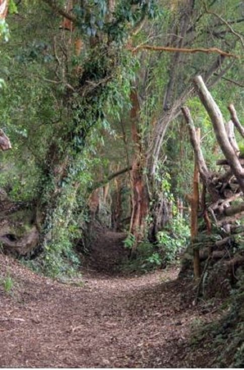 Le sous bois d accès au mirador