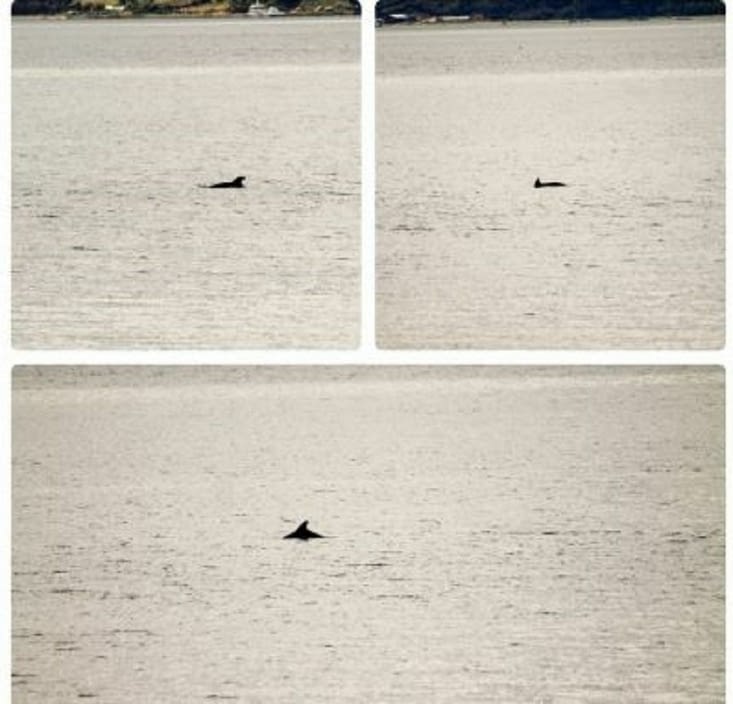 Les dauphins