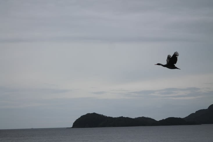 Et le cormoran