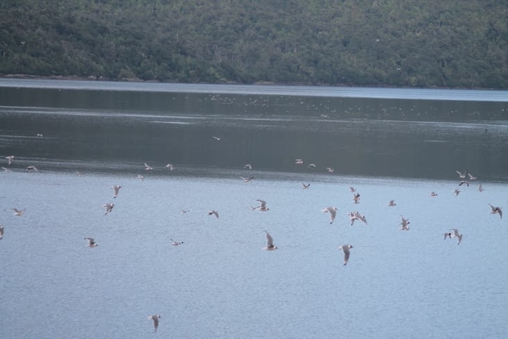 Et les oiseaux