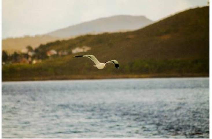 Mais il y avait les oiseaux
