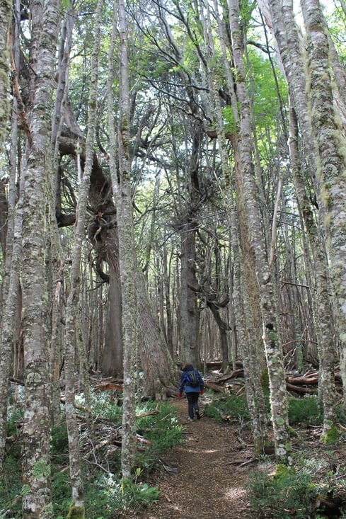 À travers la forêt