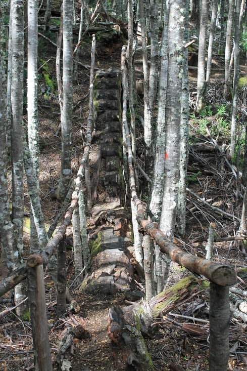 La forêt