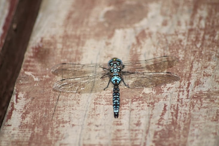 Les insectes