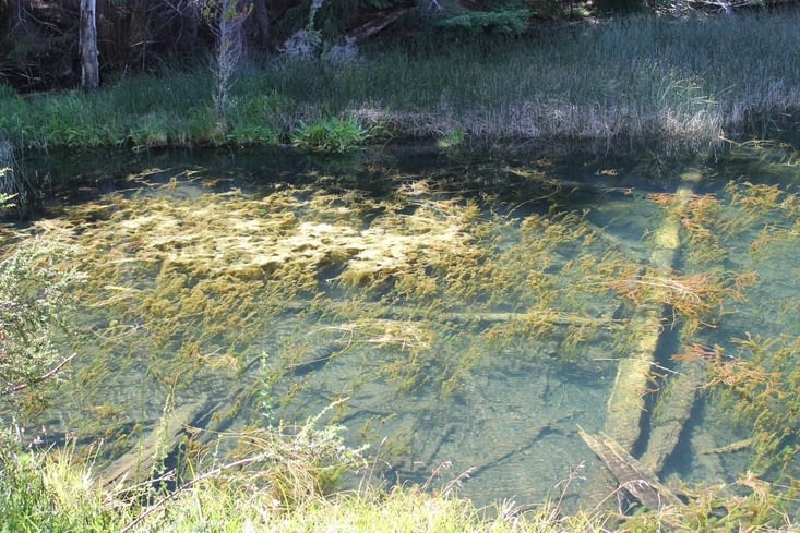 Plantes du lac