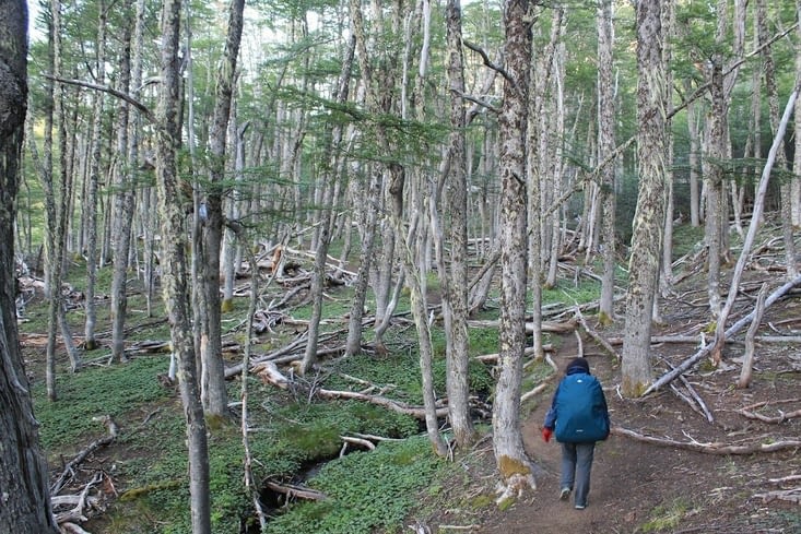 8h30, nous partons à travers la forêt