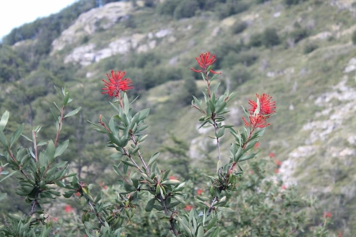Les fleurs d'un rouge vif nous accompagnent pour cette descente