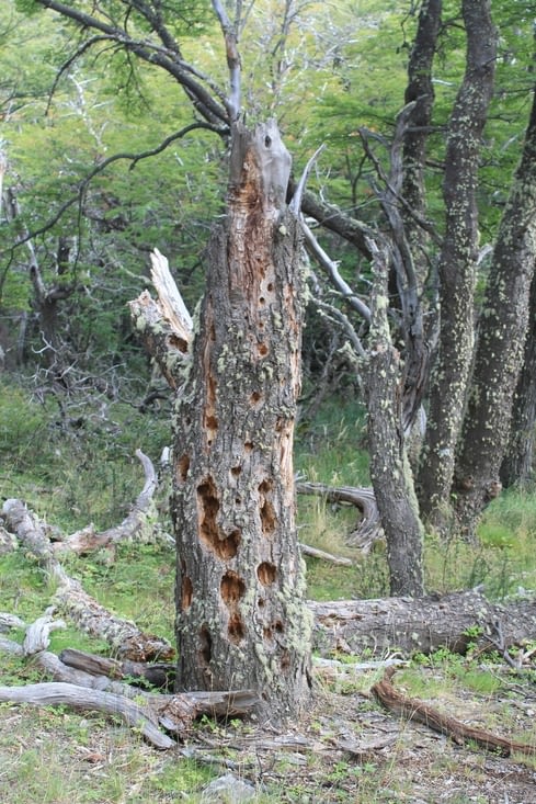 A travers la forêt