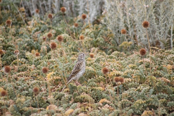 Les petits oiseaux